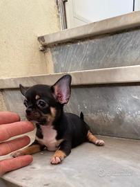 Ultimo cucciolo di chihuahua
