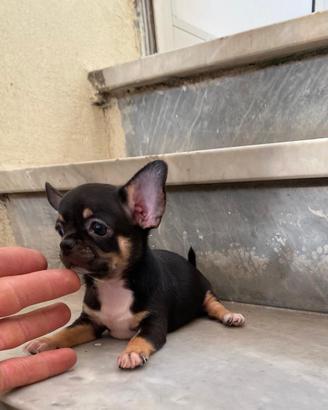 Ultimo cucciolo di chihuahua