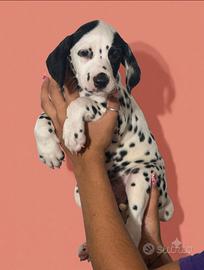 Cucciola femmina di Dalmata con pedigree a Tarquin
