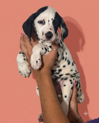 Cucciola femmina di Dalmata con pedigree a Tarquin