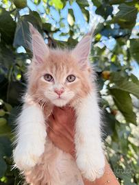 Cuccioli Maine coon