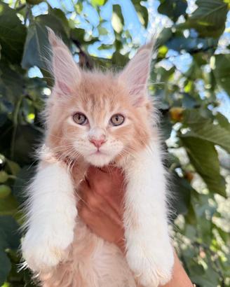 Cuccioli Maine coon