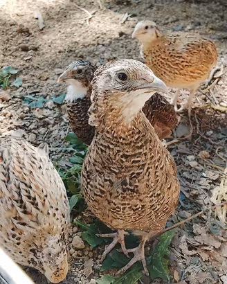 Quaglie Jumbo 3 settimane
