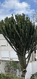 Pianta