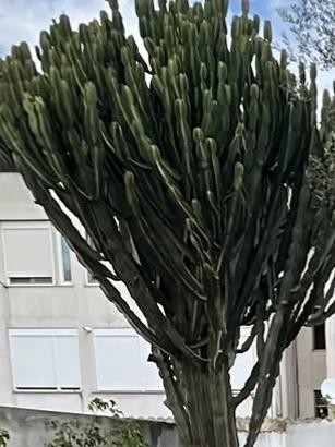 Pianta