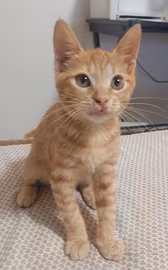 Gattino Maschio Simba - 3 MESI