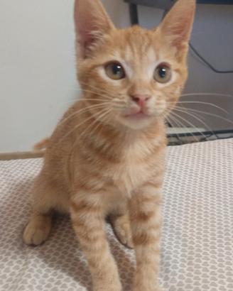 Gattino Maschio Simba - 3 MESI
