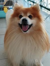 Barboncino nero , volpino spizt , Yorkshire nano