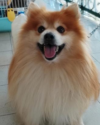 Barboncino nero , volpino spizt , Yorkshire nano