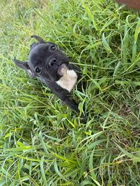 Cuccioli bulldog francese