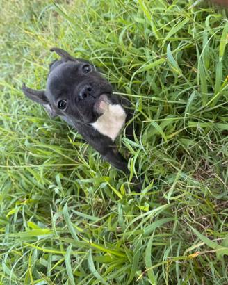 Cuccioli bulldog francese
