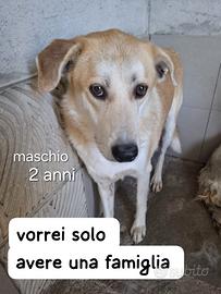 Thor 2 anni simil labrador