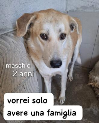 Thor 2 anni simil labrador