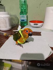 Pullo Conuro del sole