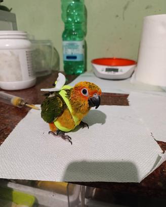 Pullo Conuro del sole