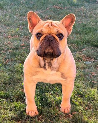 Bouldogue francese
