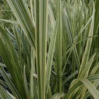 Pianta acquatica: Glyceria maxima variega