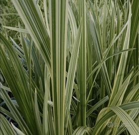 Pianta acquatica: Glyceria maxima variega