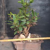 prebonsai laurus nobili