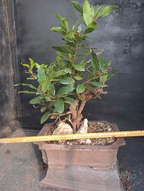 prebonsai laurus nobili