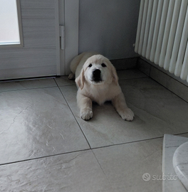 Cucciolo di Golden Retriever