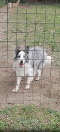 Cuccioli di border collie