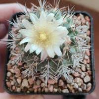 Copiapoa Cinerascens (fiore bianco!) vaso 8