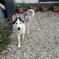 Husky Siberian per monta