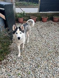 Husky Siberian per monta