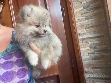 Ultimo maschietto pomerania