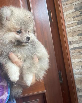 Ultimo maschietto pomerania