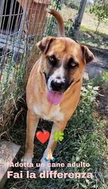 Apri il mio box regalami una famiglia