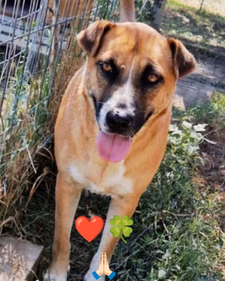 Apri il mio box regalami una famiglia