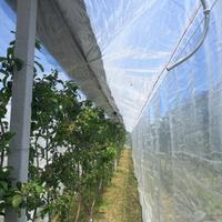 Rete anti-cracking e antinsetto per fruttetto