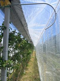 Rete anti-cracking e antinsetto per fruttetto