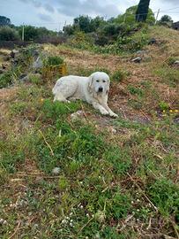Pastore maremmano abruzzese