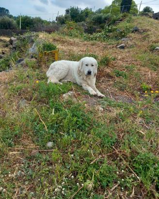Pastore maremmano abruzzese