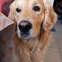 Golden retriever linea inglese per monta