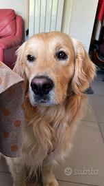 Golden retriever linea inglese per monta