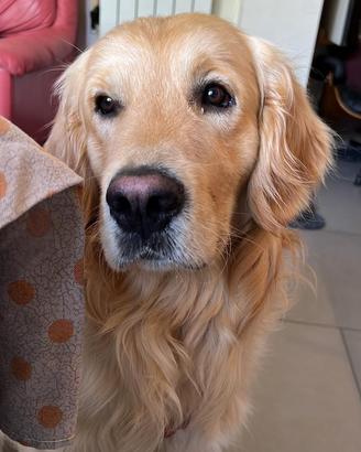 Golden retriever linea inglese per monta
