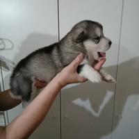 Cuccioli Alaskan Malamute Riproduzione selezionata