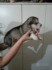 Cuccioli Alaskan Malamute Riproduzione selezionata