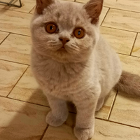 Cuccioli di British Shorthair con pedigree