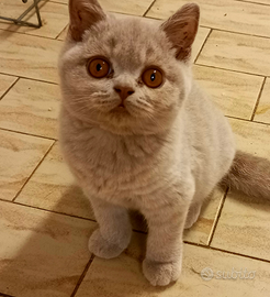 Cuccioli di British Shorthair con pedigree