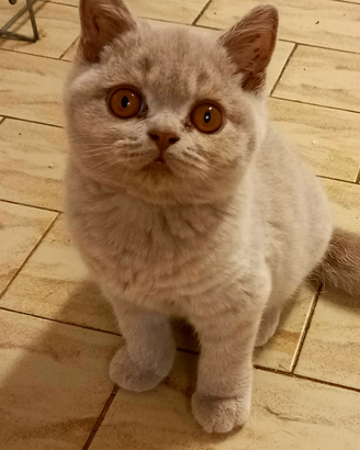 Cuccioli di British Shorthair con pedigree