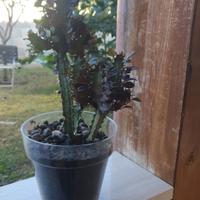 Pianta Euphorbia lactea,