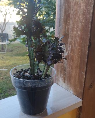 Pianta Euphorbia lactea,