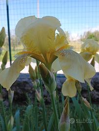 Bulbi Iris Germanico barbuto gialli 