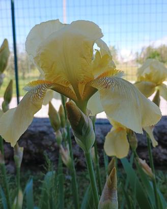 Bulbi Iris Germanico barbuto gialli 