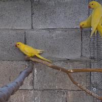 Parrocchetto inseparabili